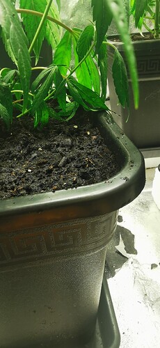 Growreport Bild 41