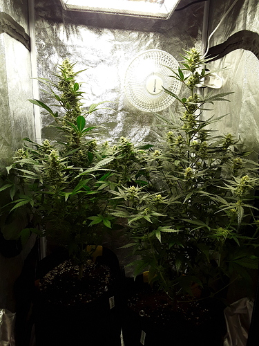 Growreport Bild 24