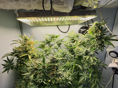 Growreport Bild 5