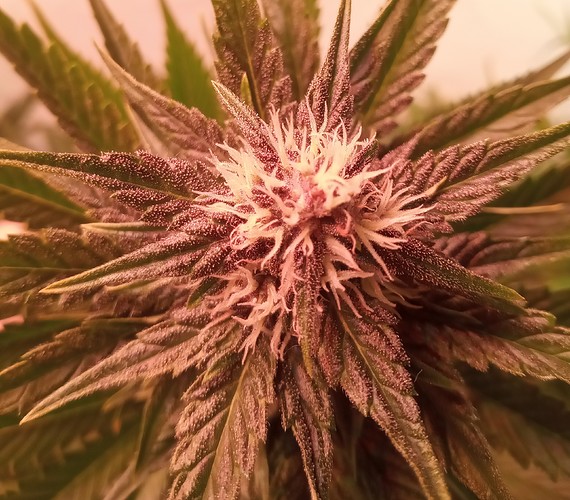 Growreport Bild 71