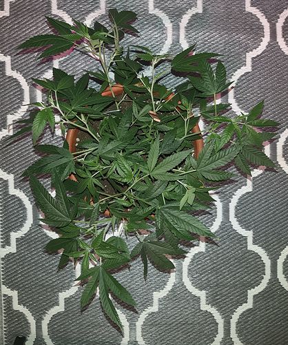 Growreport Bild 15