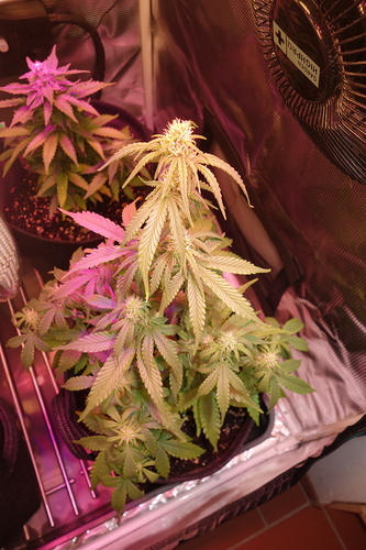 Growreport Bild 7