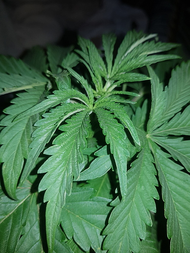 Growreport Bild 11