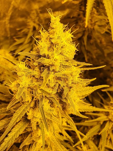 Growreport Bild 18
