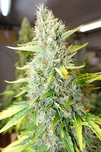 Growreport Bild 32