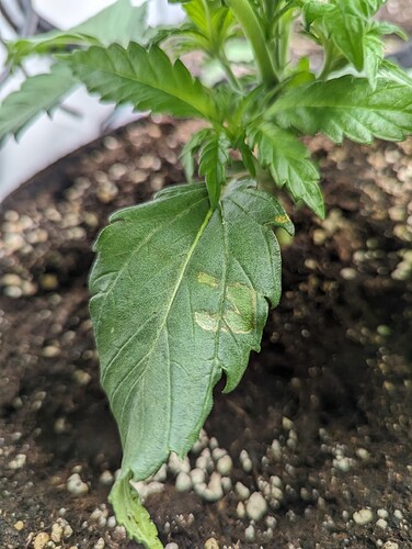 PXL_20231110_132324081.MP