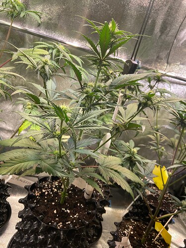 Growreport Bild 4