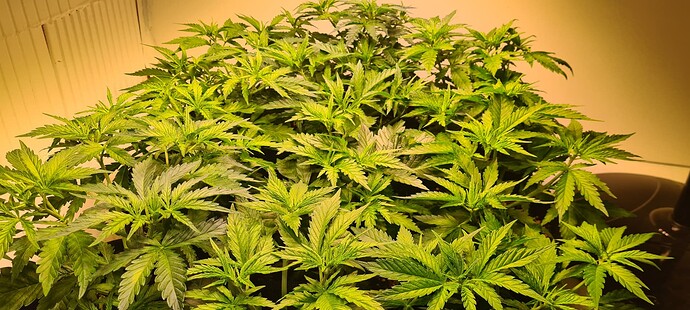 Growreport Bild 7