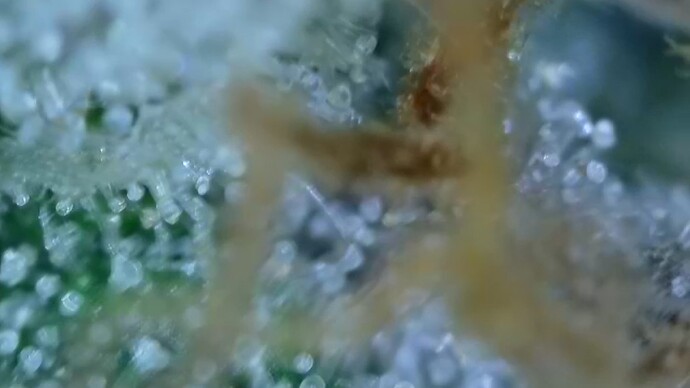 Growreport Bild 31