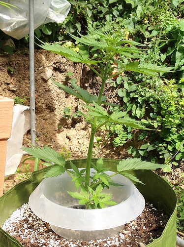 Growreport Bild 27