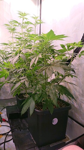 Growreport Bild 4