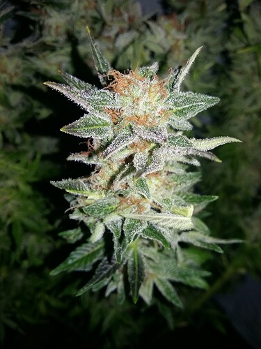 Growreport Bild 9