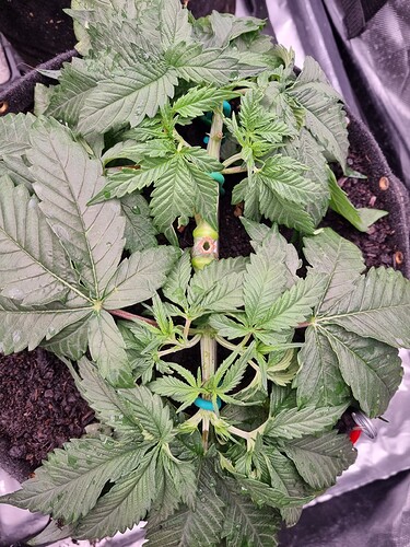 Growreport Bild 36