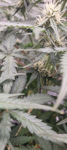 Growreport Bild 8