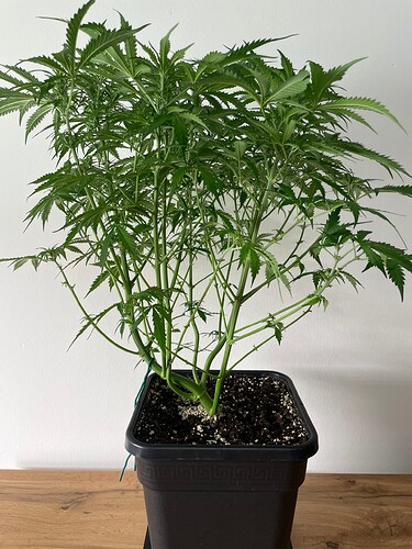 Growreport Bild 1