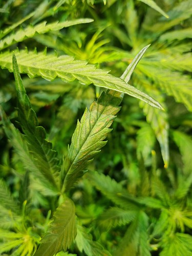 Growreport Bild 12