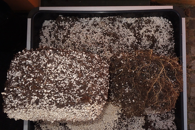 Growreport Bild 20