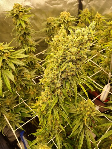 Growreport Bild 15
