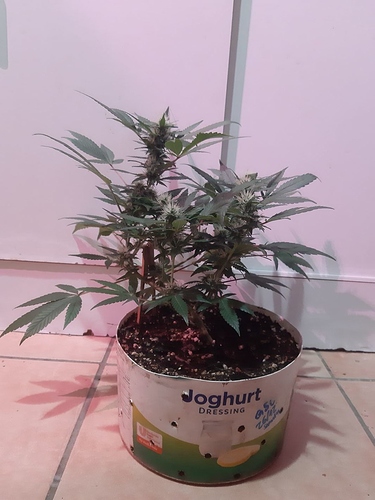 Growreport Bild 10