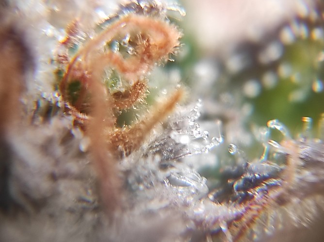 Growreport Bild 7