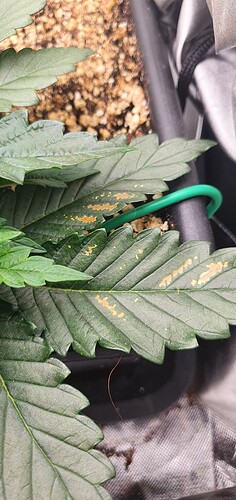 Growreport Bild 7