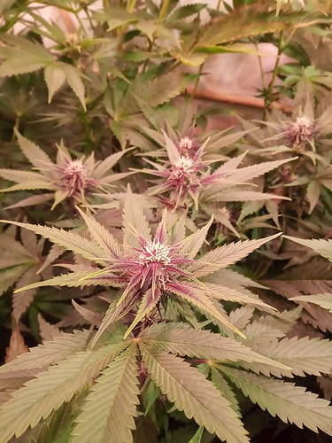 Growreport Bild 36