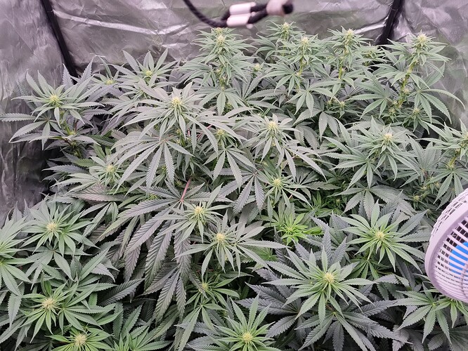 Growreport Bild 47