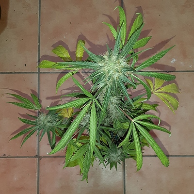 Growreport Bild 2