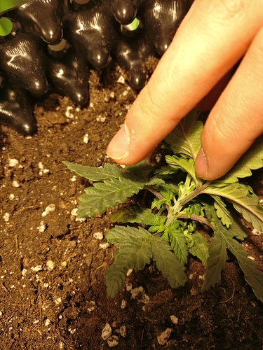 Growreport Bild 9