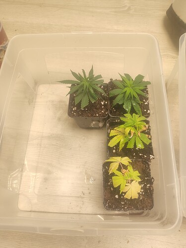 Growreport Bild 2