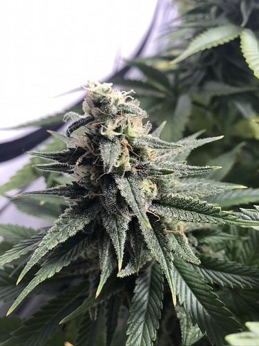 Growreport Bild 3