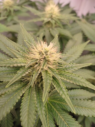 Growreport Bild 5