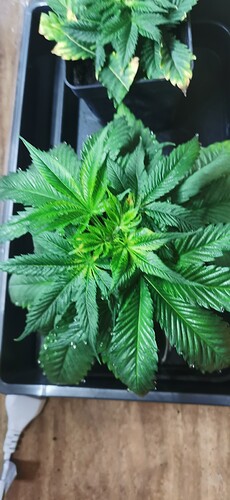 Growreport Bild 30