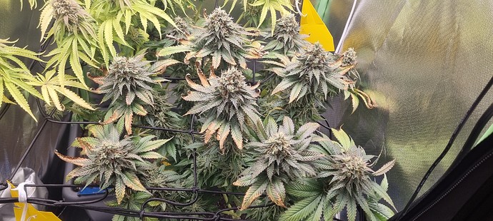 Growreport Bild 29
