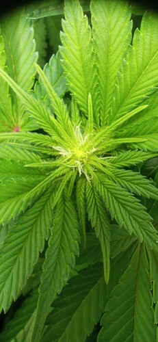 IMG_20240106_115416_1