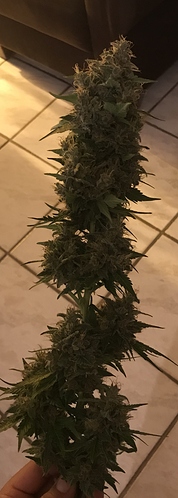Growreport Bild 15