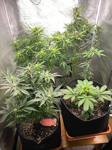 Growreport Bild 1