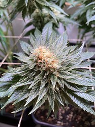 Growreport Bild 6