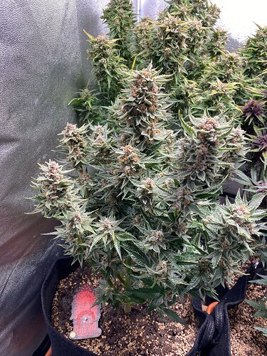Growreport Bild 3