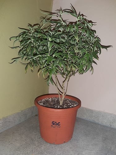 Growreport Bild 10