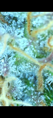 Nahaufnahme von Trichomen einer Cannabispflanze mit milchigen und einigen bernsteinfarbenen Köpfen, was auf eine fortgeschrittene Blütephase hindeutet.