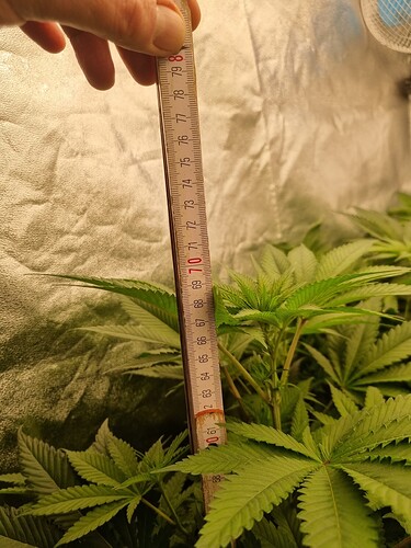 Growreport Bild 40