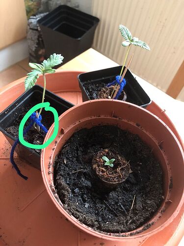 Growreport Bild 3