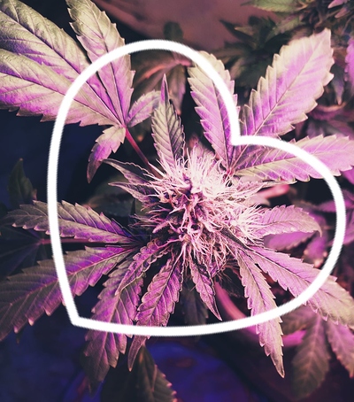 Growreport Bild 3