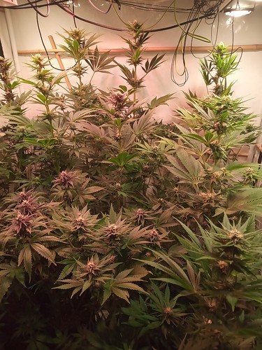 Growreport Bild 3