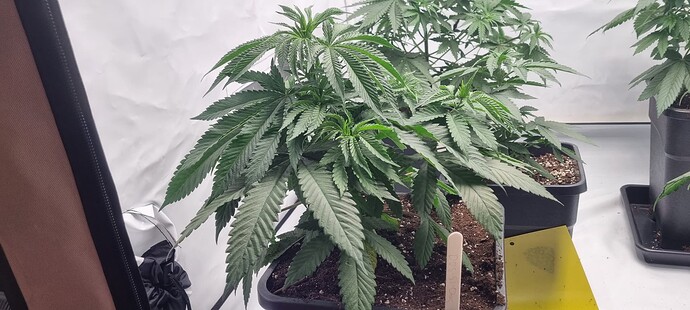 Growreport Bild 6