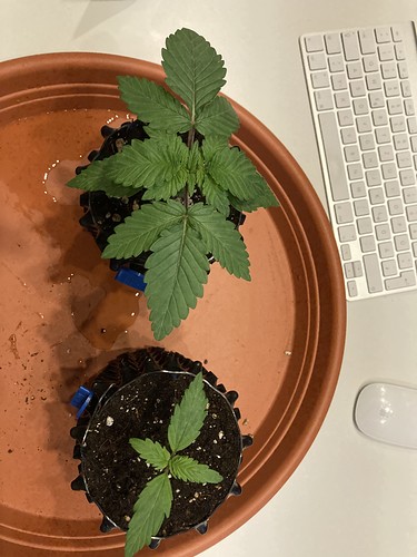 Growreport Bild 1