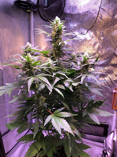 Growreport Bild 35