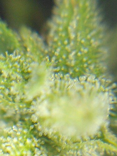 Growreport Bild 28