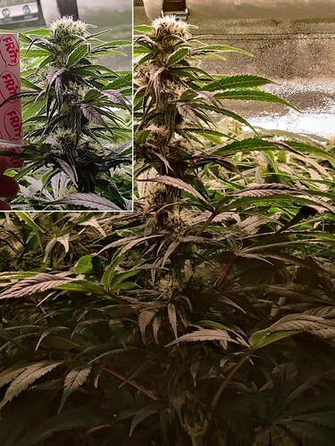 Growreport Bild 7